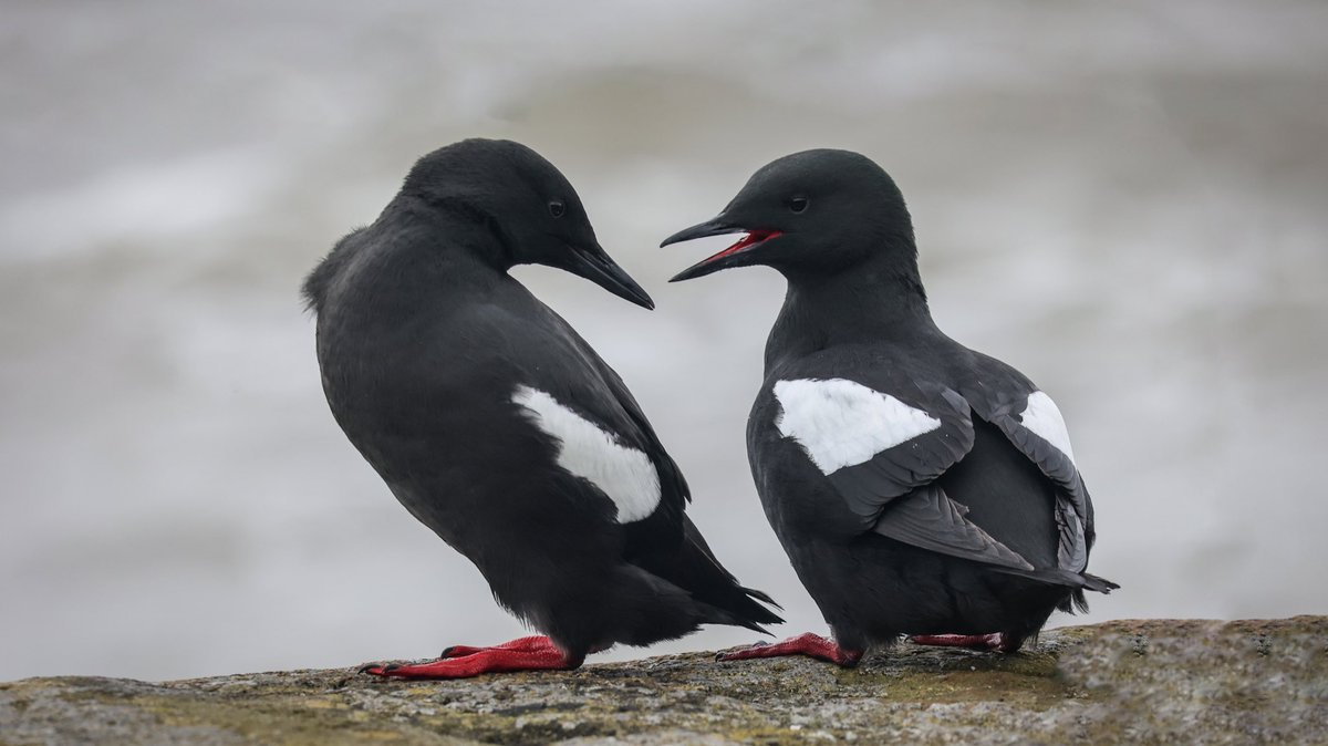 Watching the Black Guillemots ( Foracha dhubh as Gaeilge) at Gyles Quay. These Black Guillemots used to nest in rough holes in the stonework of the pier at Gyles Quay. When the council repaired the quay drainpipes were built into the quay wall to act as artificial nesting holes.