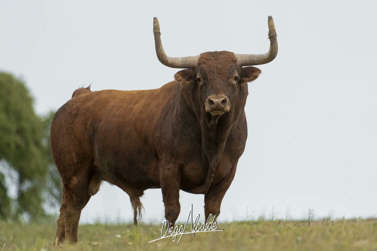 DIEGOALCALDE1's tweet photo. Buenas tardes. Os presento a Malage el espectácular toro de la ganadería  Passanha Sobral  que pasta en la localidad portuguesa de Beja. Toro que van a lidiar en el primer congreso nacional de toros de cajón en la localidad de Illescas. Mucha suerte a todos . https://t.co/JB8Tu30roH