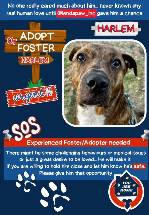 💠HARLEM💠 needs to feel safe..he deserves his own family and home 🏡 @lendapaw_inc is doing their best to make sure he gets just that 💞
#adopt #foster 

petfinder.com/dog/harlem-697…