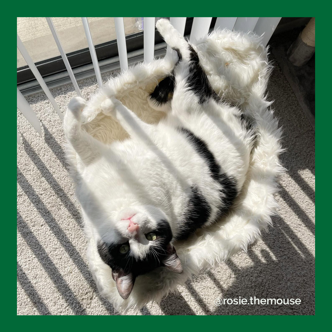 furhavenpet's tweet photo. Rosie's tiger stripes look a litttllleee suspicious in this photo! 😂🐅
📸 rosie.themouse on IG

#furhavenpetproducts #furhaven #catbed #cat https://t.co/bS7XmWIzxy