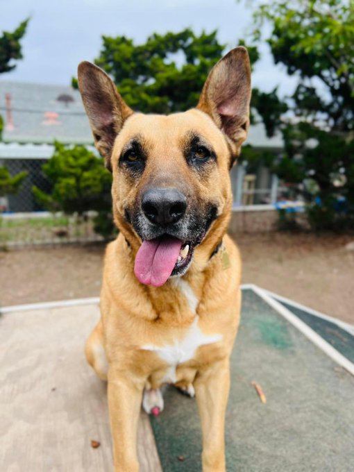 Allen_IO's tweet image. Elvis is just the best at #TongueoutTuesday We know the right home is out there for this handsome guy