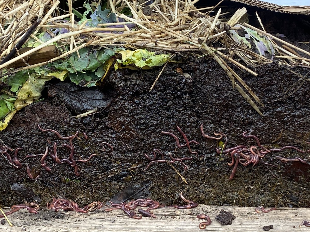A look in our compost heap today 🪱

You can see different stages of decomposition, benifical insects hard at work creating great compost!🪱🐜🪳