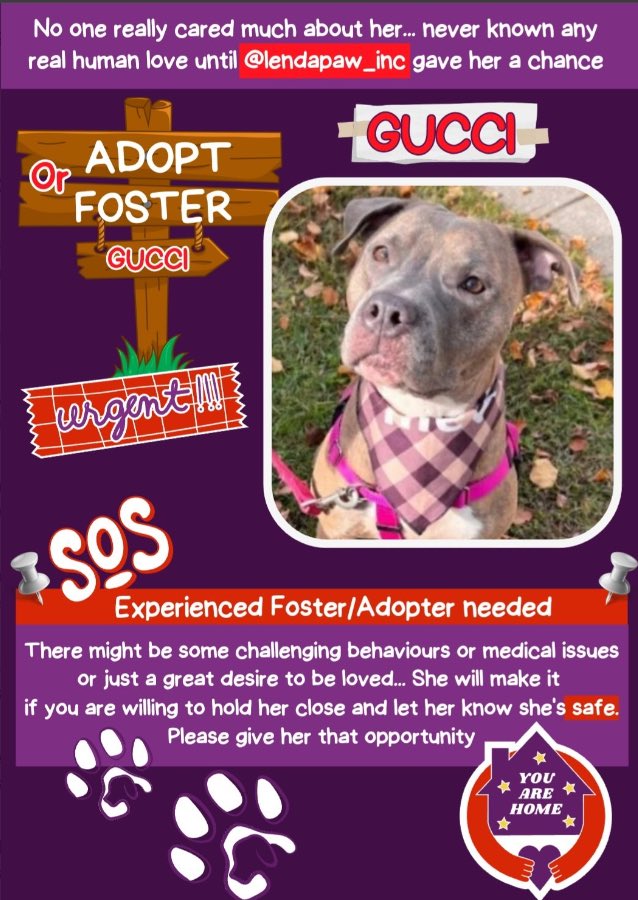 🎀GUCCI🎀 Who wouldn’t want to look @ this face all day long? ..Well you can! Contact @lendapaw_inc and bring her on home 🏡 with you 💞
#adopt #foster 

petfinder.com/dog/gucci-7035… ny/oceanside/lend-a-paw-inc-ny1508/