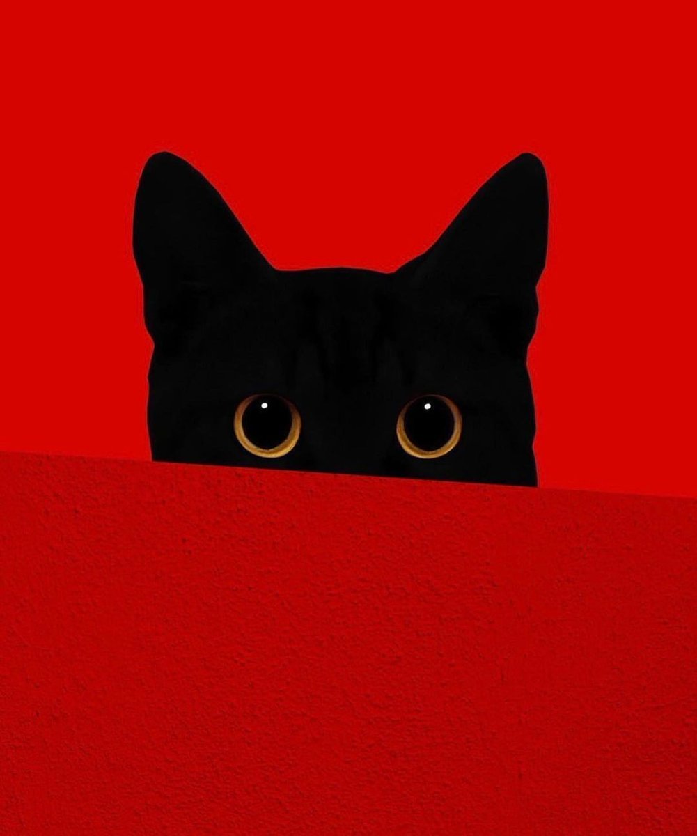 Curious Little Black Cat 🐈‍⬛ by benjaminwolf__ 
#cat #catlover #art #inspiration