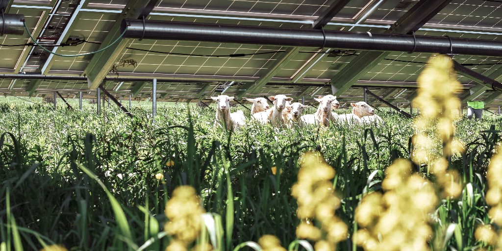 Ewe won't believe how much #SolarSheep do to support our #SolarFarms 🌱 🐑 Not only do they help us reduce mowing costs, their grazing supports beneficial vegetation and improves soil fertility at our farms! Learn more about our solar grazing program here: nexamp.com/blog/solar-gra…