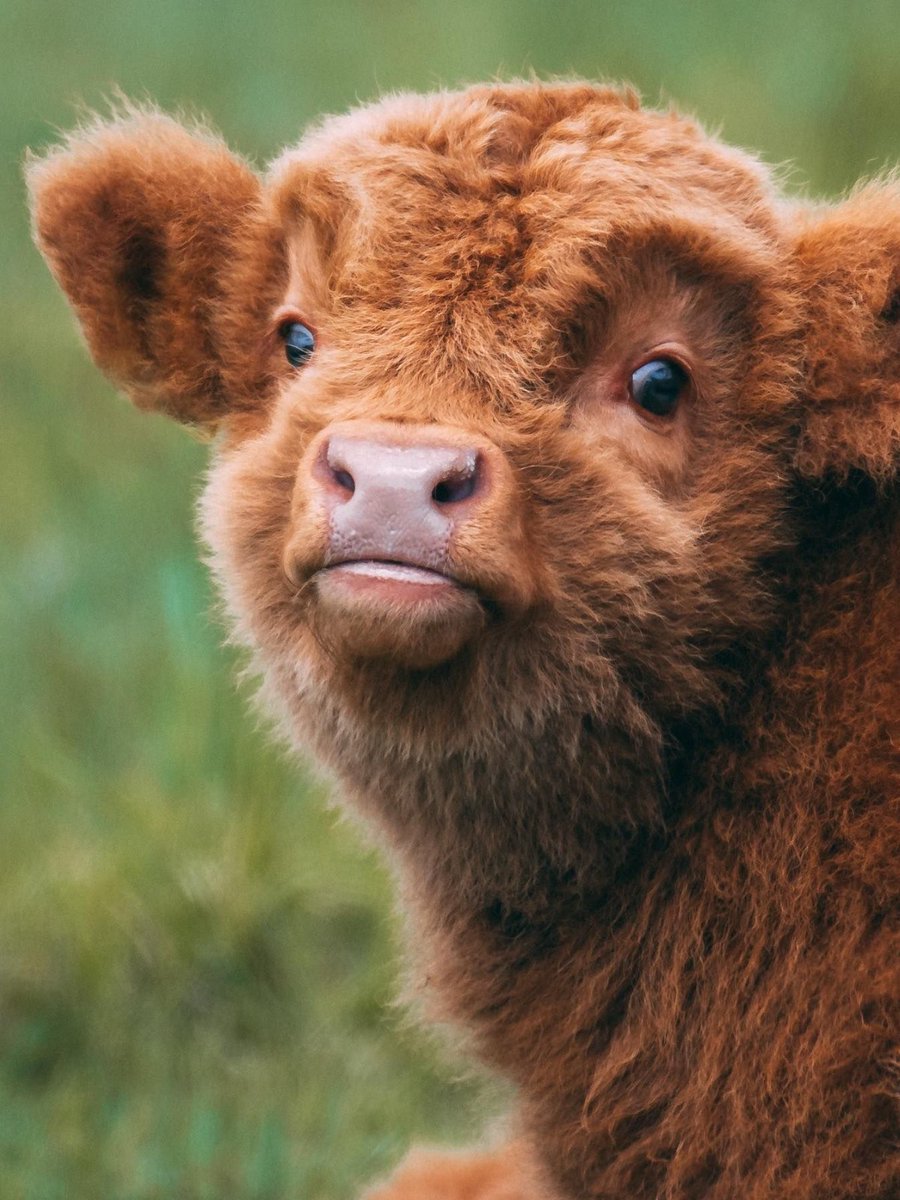 VisitScotland tweet media