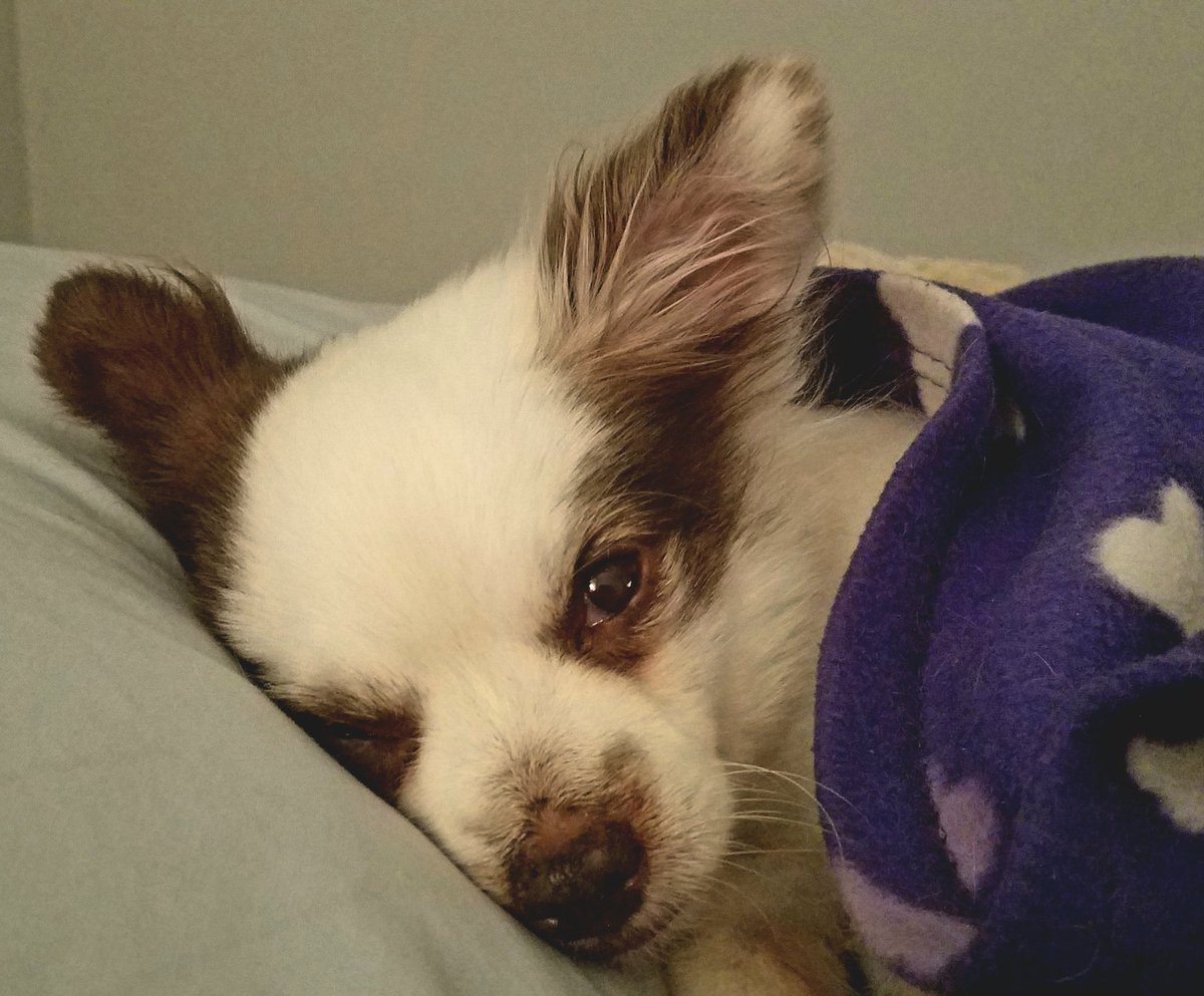 CharliePawsUp's tweet image. 🚨 Urgent Help Needed🚨
Pals, I iz in Pawmergency Vet Hospital wif Pneumonia!!
😥
I haz a wet cough &amp;amp; can&apos;t breathe. In Oxygen Tent now &amp;amp; Mama iz supa worried!
🐾 Circle and Help wif Vet bill of at least 3k desperately needed!
Profile Links or DM to help.❤
RETWEET🙏❤🐶
#DogsofX