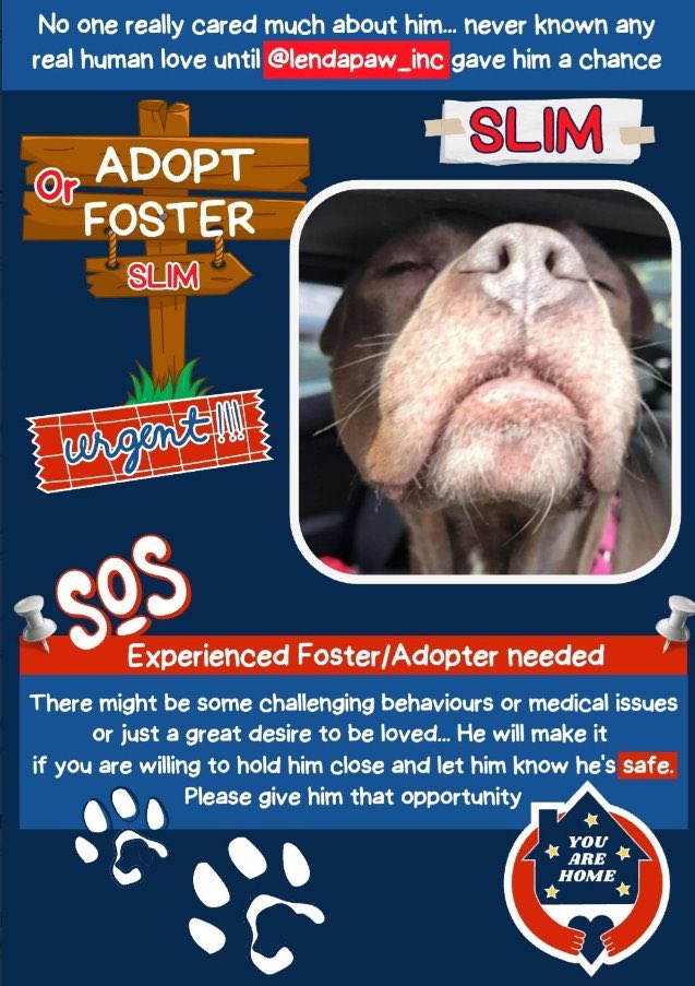 🌞SLIM🌞 is residing with @lendapaw_inc right now but is longing for a real home 🏡 where he can sniff @ the fresh air & enjoy family life 4️⃣ever 💞
#adopt #adopt 

petfinder.com/dog/slim-69777…
