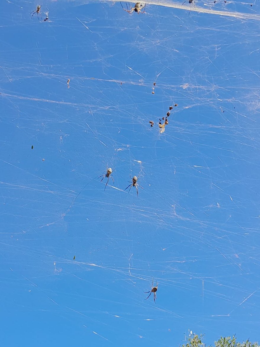 Juan Cruz Tibaldi tweet media