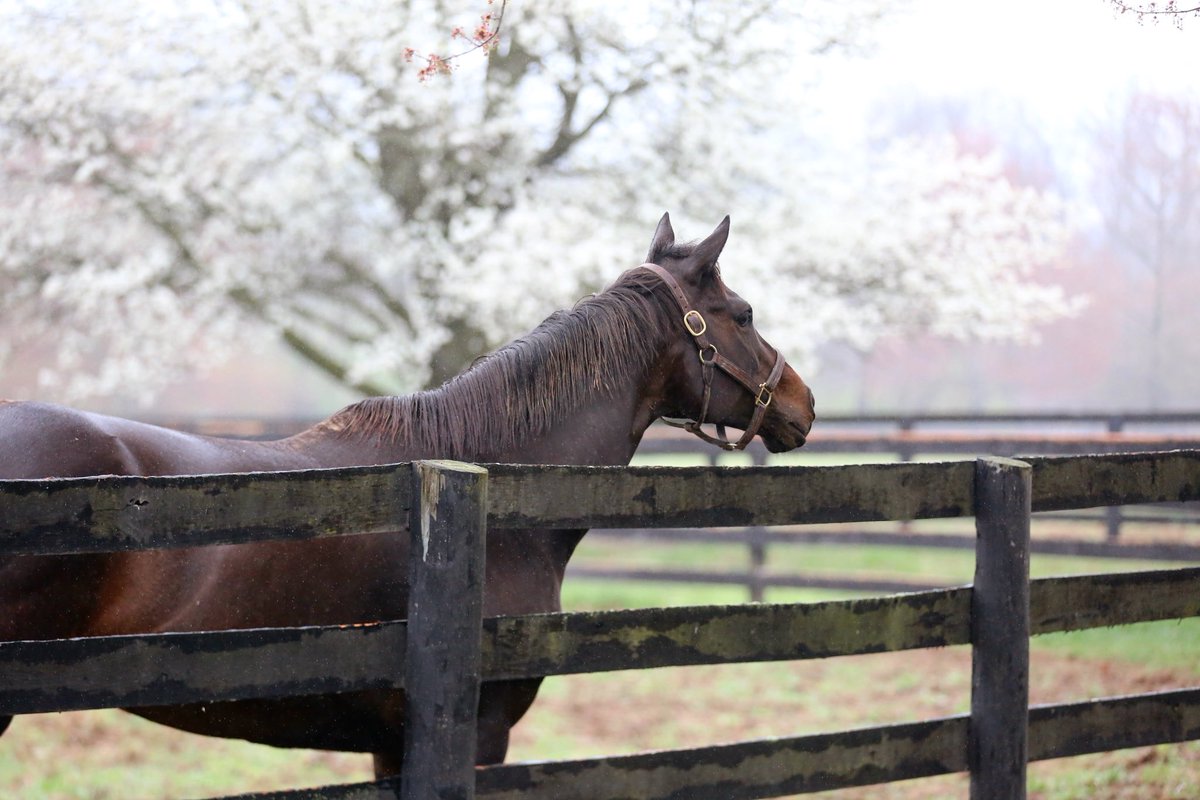 Our #maremonday this week featured the one & only GOODNIGHT OLIVE! We love having her here at the farm. While she isn’t being pampered by our team, you can find her making sure she is covered from head to toe in mud. This gal loves some turnout!💞

We know many of you have been…