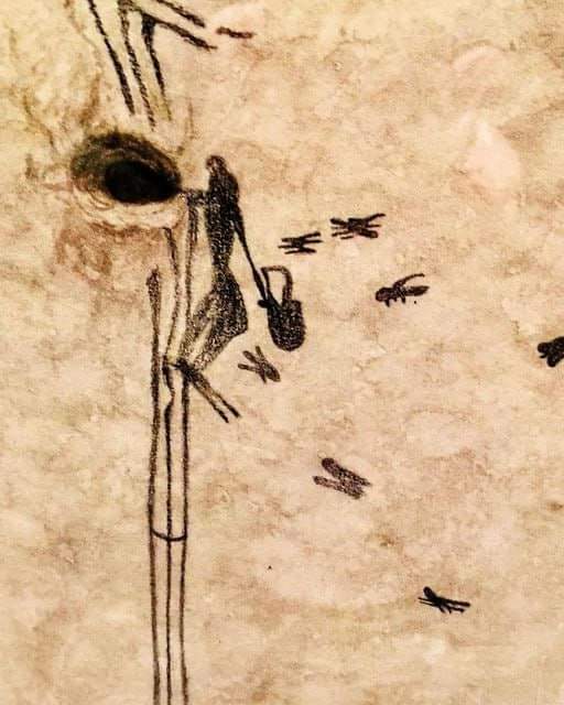 The oldest record of honey collecting dates back to 8,000-10,000 years ago. Cave drawing depicting a person climbing a rope ladder on the edge of a cliff and collecting honey from a dangerous bee nest. Cuevas de la Araña (Spider Cave). Valencia, Spain. #drthehistories