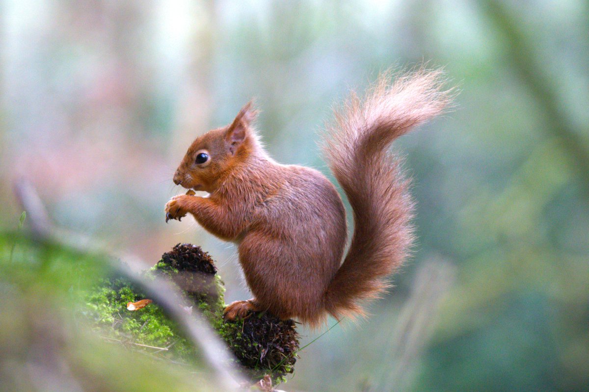 A trip to Shap today the little Reds are just fine lots and lots of Garden birds and even a woodpecker of the common variety high up in the trees,s.. <a href="/cumbriawildlife/">CumbriaWildlifeTrust</a>