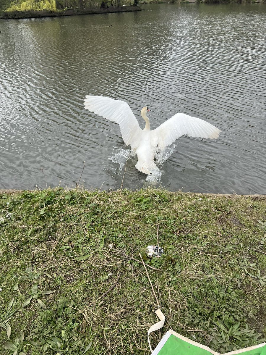 Today I had to catch this lovely fellow after he landed on the 7th floor of the NCP Car Park in leicester..🤦‍♀️Minor wounds on his feet from the rough landing. Checked over by the vet & then released by me. 2nd swan in the city centre this week. ☺️🦢 @BBCLeicester @RSPCA_official