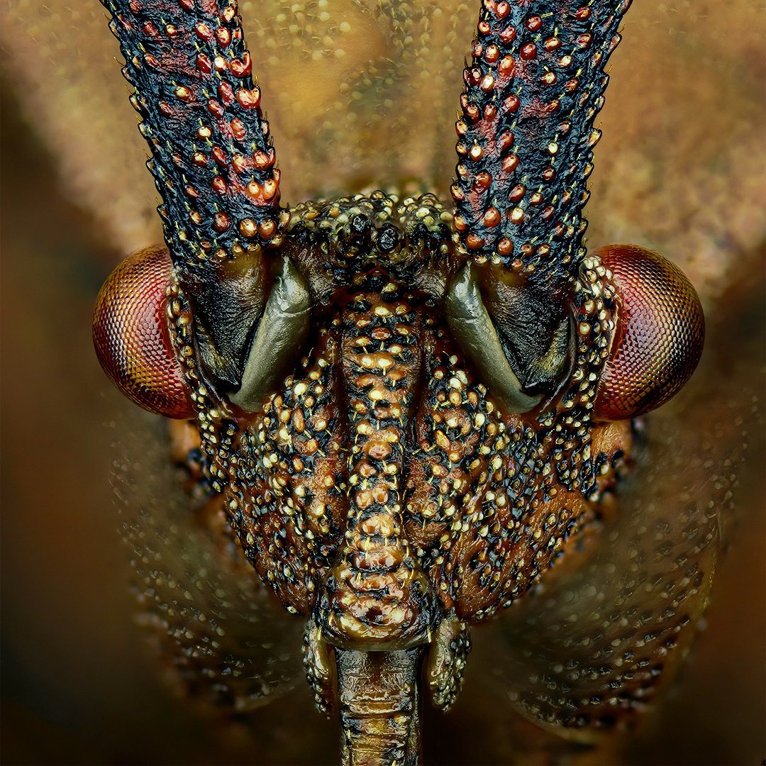 Portrait of a true bug, Coreus marginatus. 145 single shots, 0,023mm stepsize. #lederwanze #bug #truebug #insect #insekt #entomology