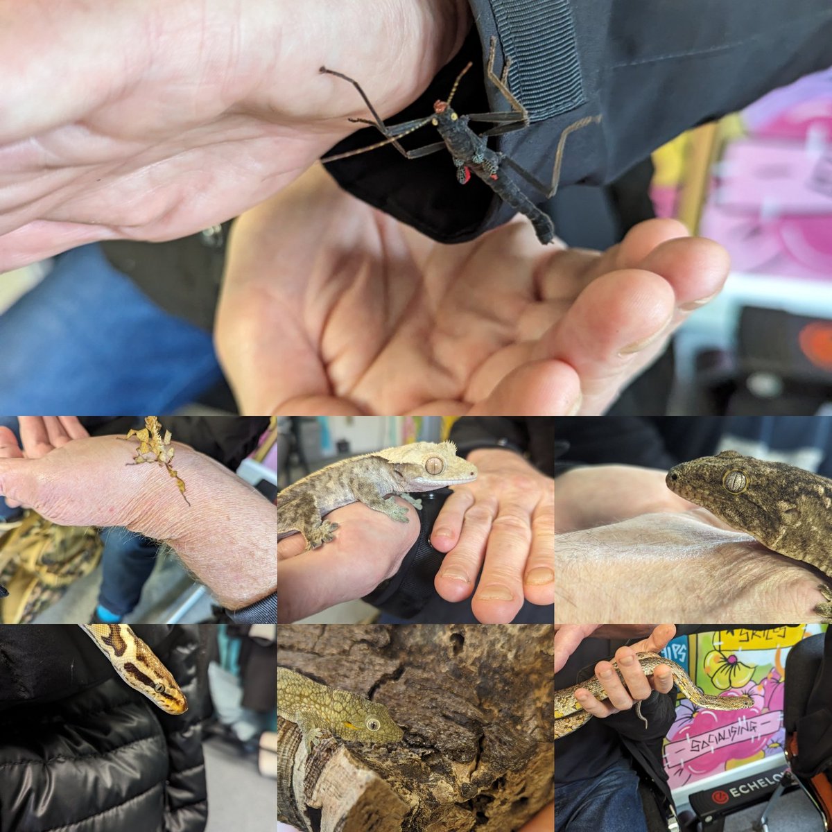 Animal Teach #sbswinner (@animalteach) on Twitter photo Yesterday I was back at <a href="/IntervAlliance/">InterventionsAlliance</a> CFO Activity Hub for an Animals & Conservation Themed Session
📝 IUCN Red List Taxon Categories
🎉 Success Stories of Conservation in the UK
🐍Met Peruvian Black Beauty Stick Insects, Crested Gecko, New Caledonian Gecko and more! Yesterday I was back at <a href="/IntervAlliance/">InterventionsAlliance</a> CFO Activity Hub for an Animals & Conservation Themed Session
📝 IUCN Red List Taxon Categories
🎉 Success Stories of Conservation in the UK
🐍Met Peruvian Black Beauty Stick Insects, Crested Gecko, New Caledonian Gecko and more!