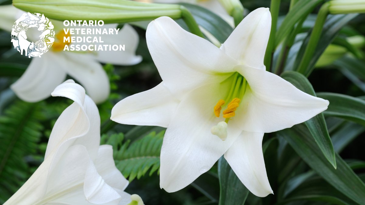 Did you know that lilies are toxic to cats and can be fatal if ingested? To keep your cat safe, remove these plants from your house or place them in an area your cat can't access. Visit bit.ly/OVMA-poisonous… to learn more about other potentially poisonous plants.