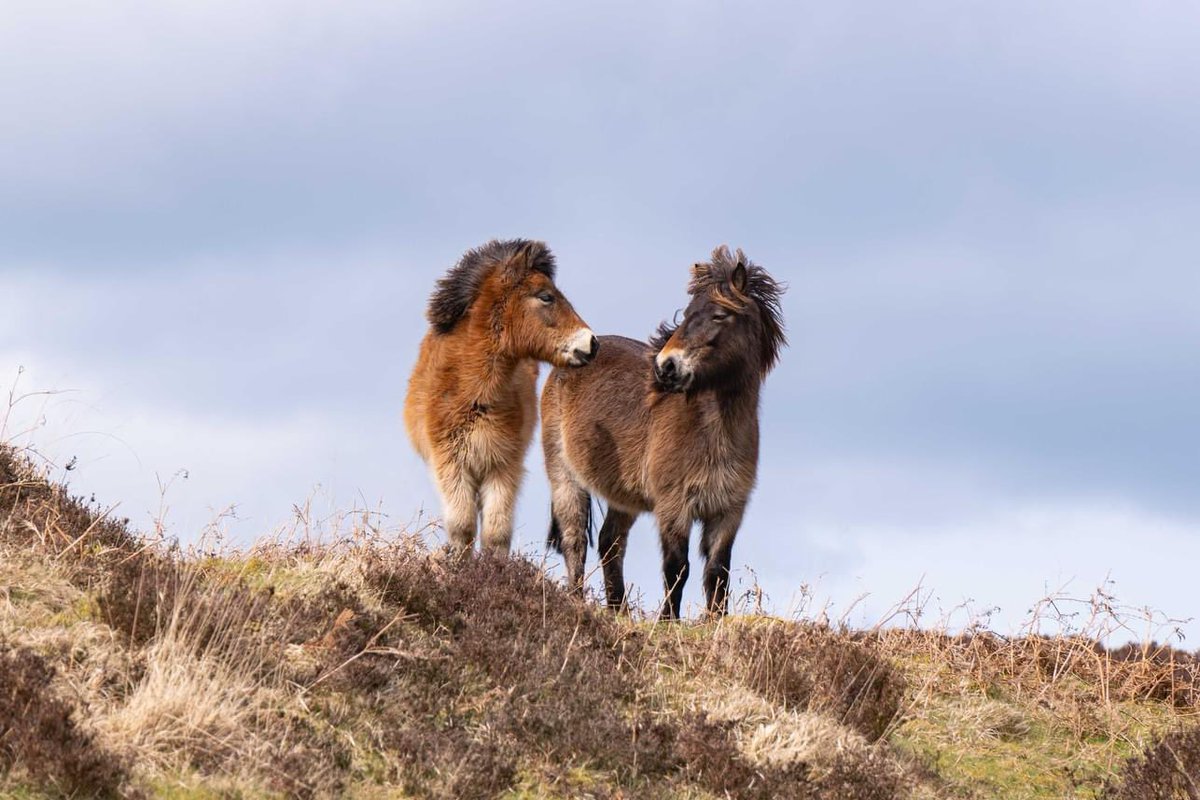 A lovely 11 mile walk today- the weather was perfect. @ExmoorNP @Exmoor4all @visitexmoor @ExmoorNPCs #DooneValley #Exmoor #walking