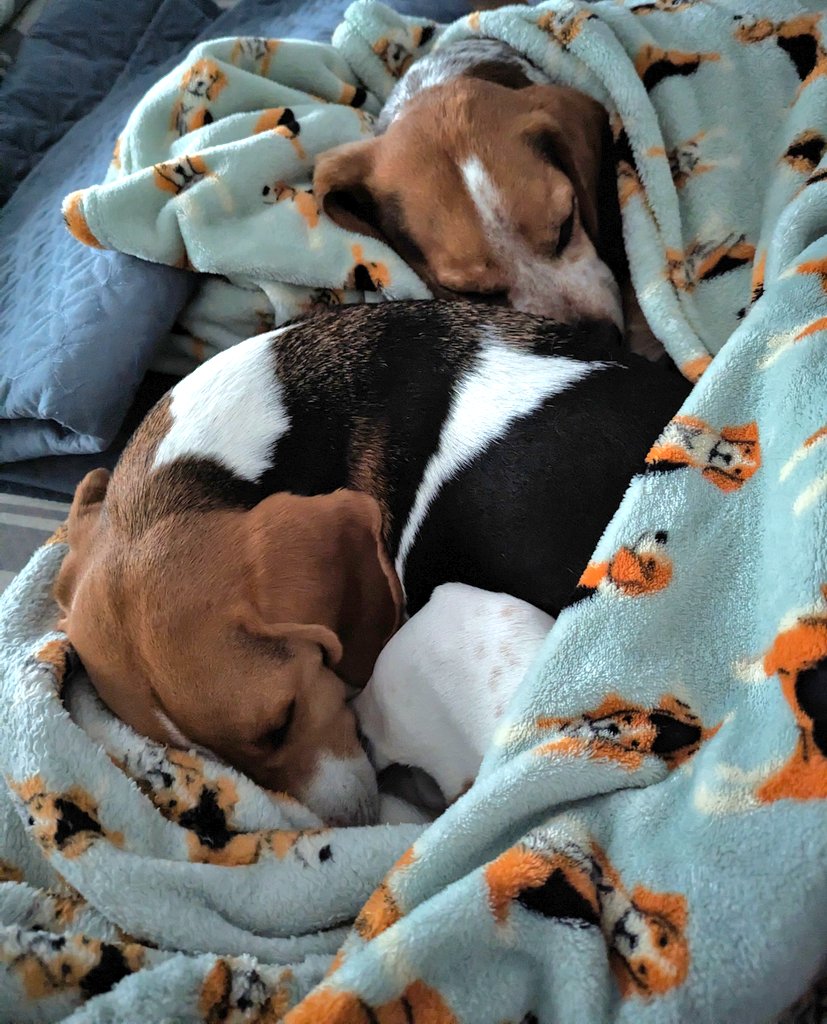 BeagleBrigadeGA's tweet photo. @beaglefacts @blairebarta1 Configuration changes daily! 😂🐕🐕 #Beagles #CuddleBugs https://t.co/pEvXKTiIAW