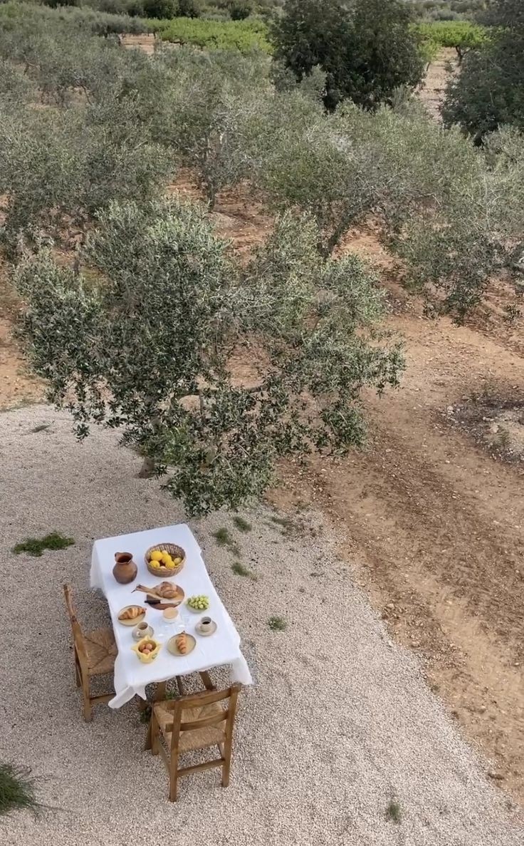 among the olive groves