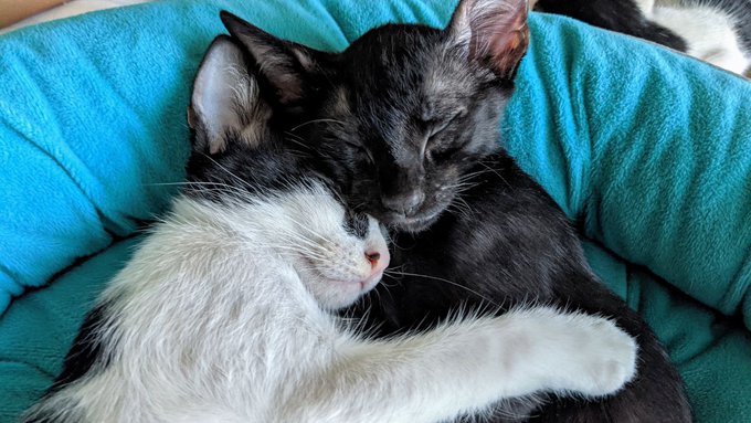 The Crew when they were small https://t.co/DJP5WfbJJC