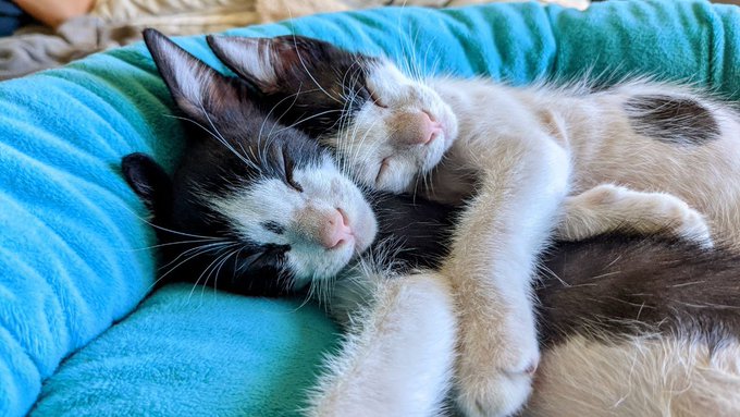 The Crew when they were small https://t.co/DJP5WfbJJC