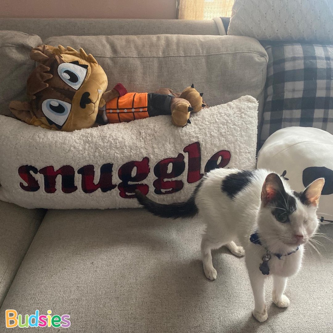 Meet Meko! He’s a quiet and reserved anthro wolf kid who loves the great outdoors! 🐺 This artist knew their beloved character was meant to be a plush. “I was so beyond excited to receive my Budsie in the mail! It quickly became one of my favorite possessions!!” 🧡 🐾