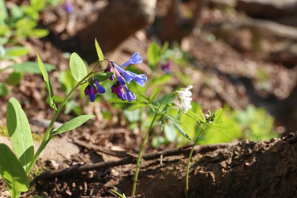 You have just a few weeks to see spring ephemeral flowers in the Olmsted Parks! These flowers are short lived and are popping now! 📷: Cherokee Park