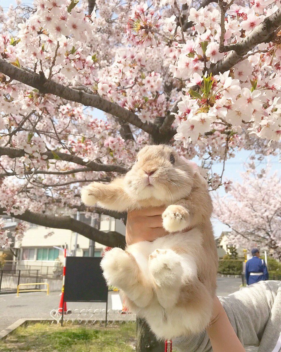 ShouldHaveRabit's tweet image. 