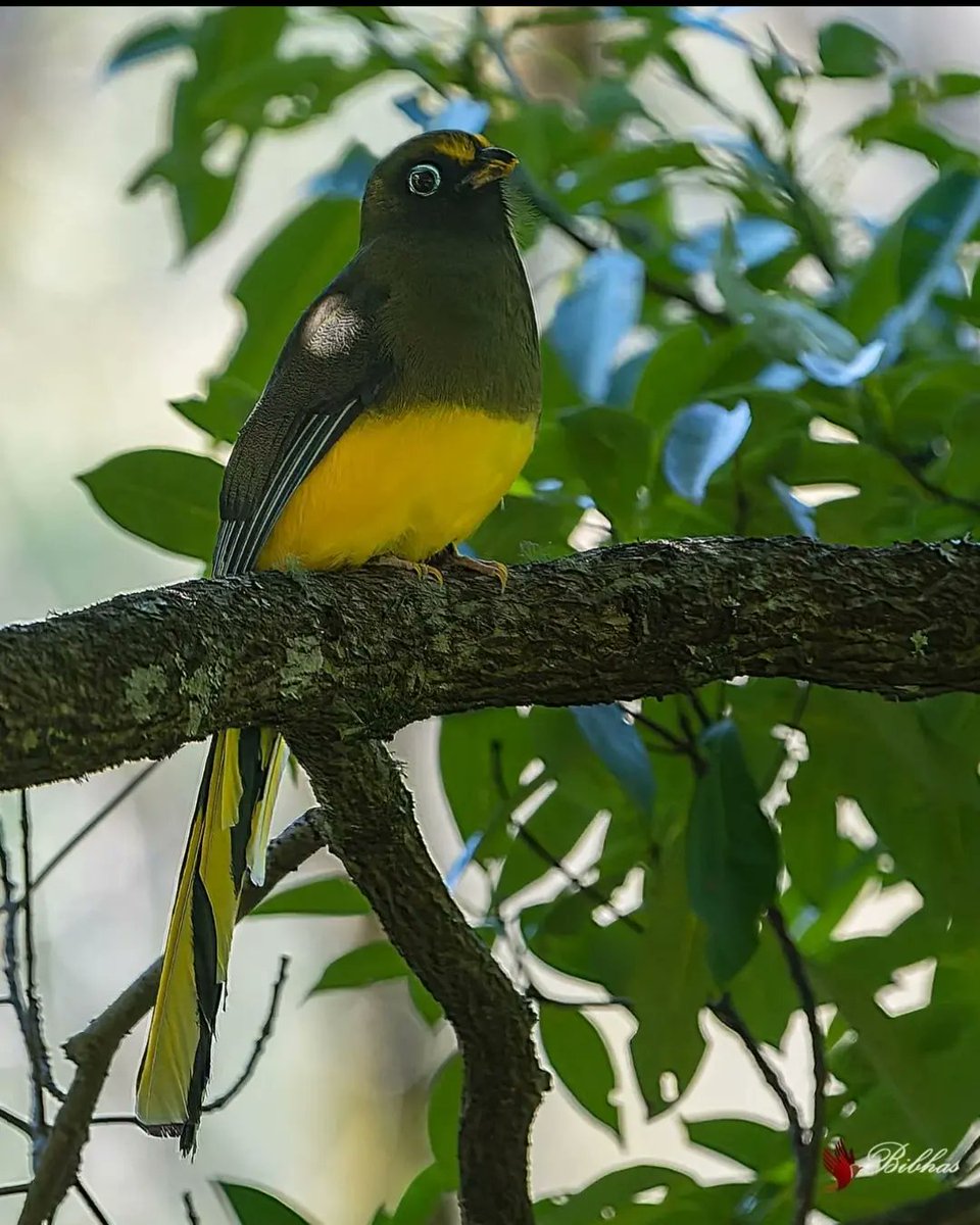 Female Ward's Trogon at Namdapha. The Ward's Trogon (Harpactes wardi) is a bird species that is threatened by habitat loss. @IUCNRedList has listed it as Near Threatened, and the species is becoming uncommon and rare due to habitat loss and degradation. Photos by: Bibhas Deb