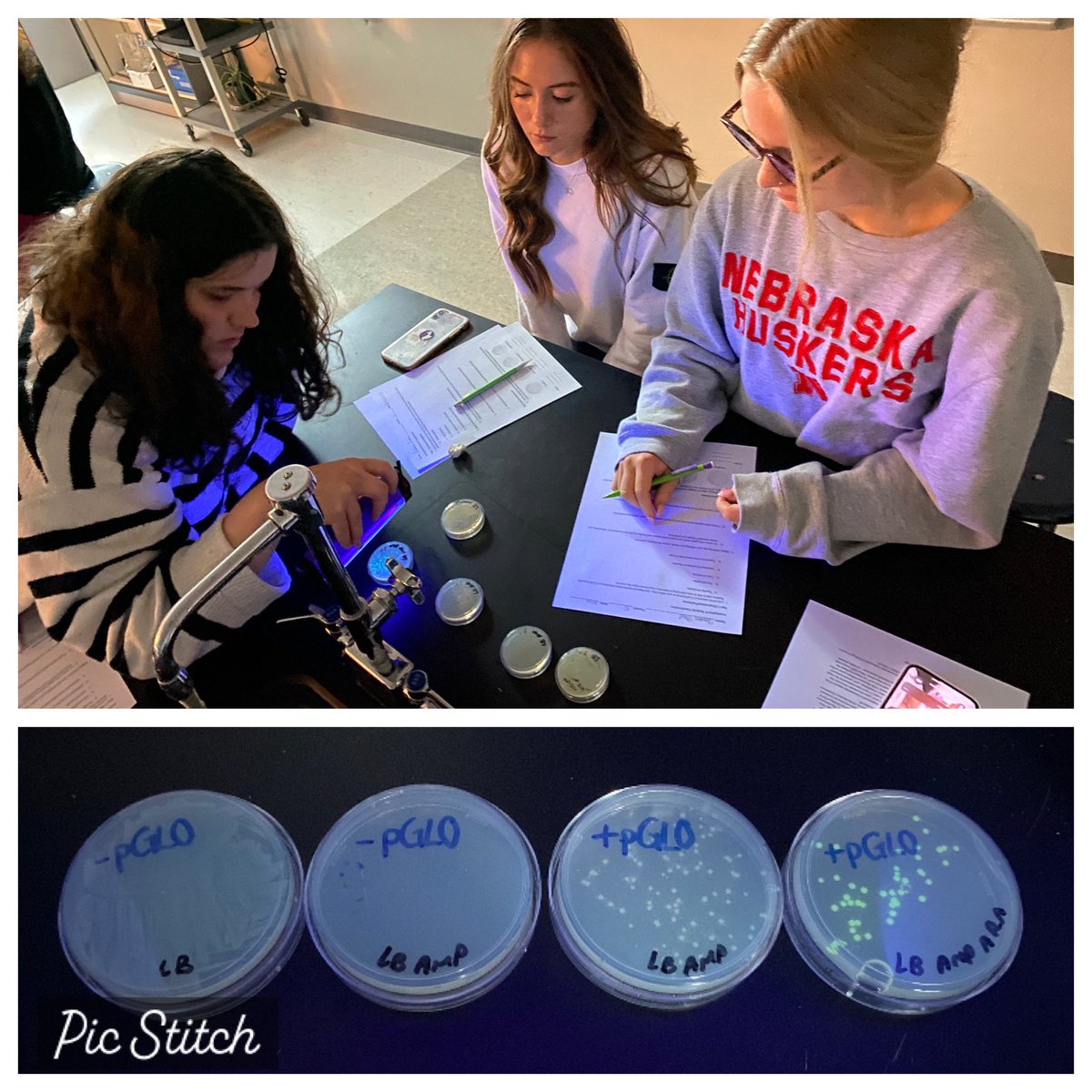 We had a 100% success rate with our pGlo DNA transformation lab 🧫 this week! <a href="/PLSHSTitans/">Papillion La Vista South High School</a>