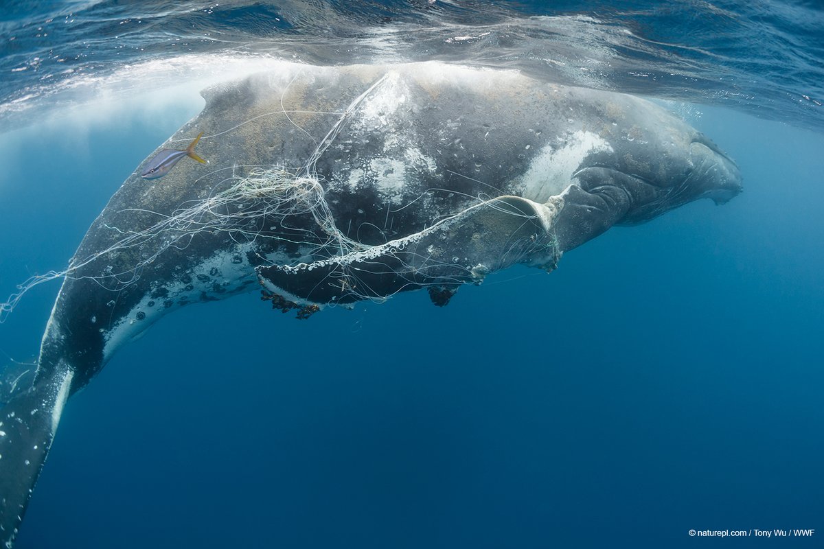 Whale superhighways must be safe passages, free of hazards. 🐋💔 We need your help to fast-track whale-safe fishing practices to protect our marine giants. Will you help protect their superhighways with us? discover.wwf.org.au/save-whales #Whales #WhaleSuperhighways #WWFAustralia