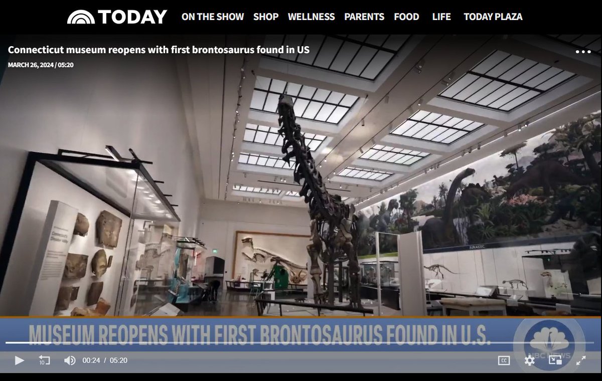 The @yalepeabody museum just reopened after major renovations of the exhibitions! 🦖🦕☄️ Huge congrats to all friends & colleagues involved! Here is Today's news video featuring @DKiernanSkelly and Susan Butts: today.com/video/yale-pea…