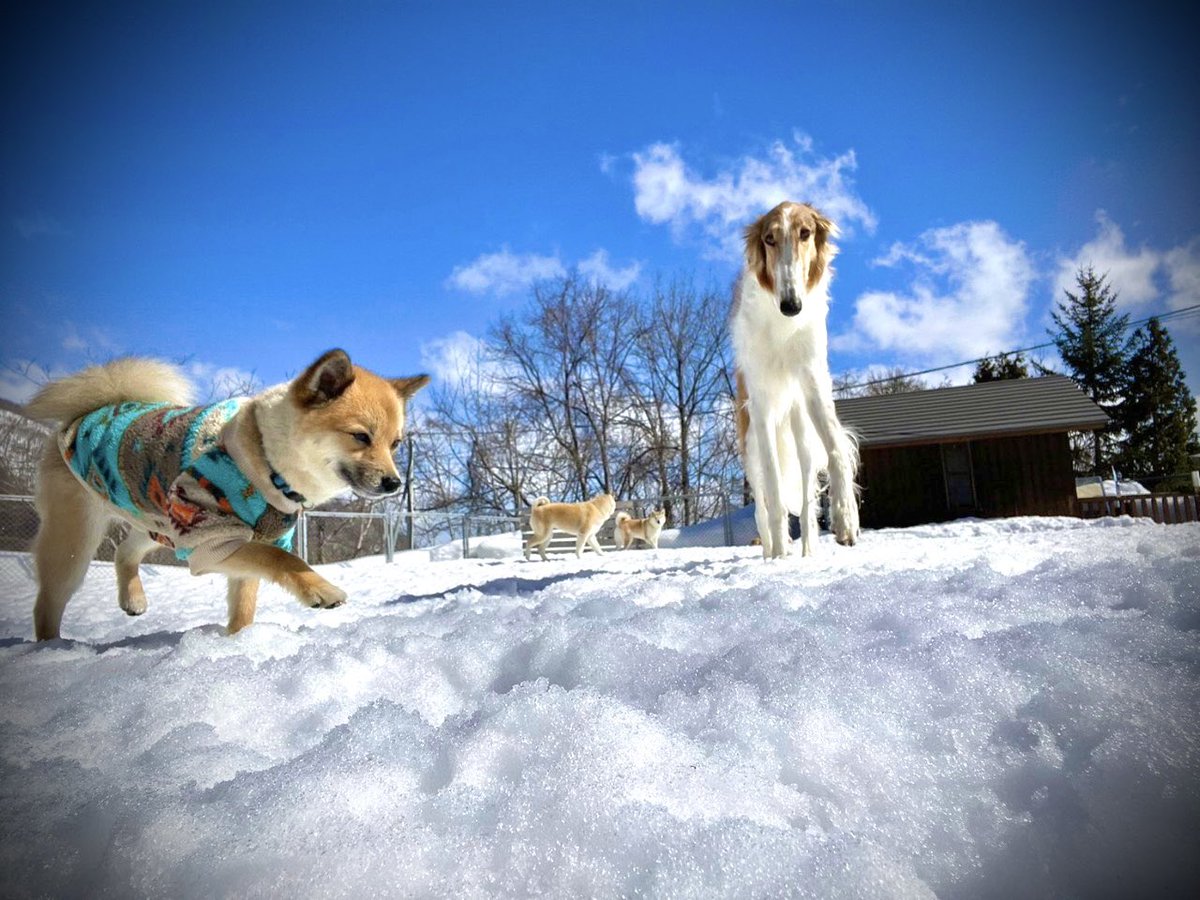 ちび大好きボルゾイが迫り来ていることを犬はまだ知らない。