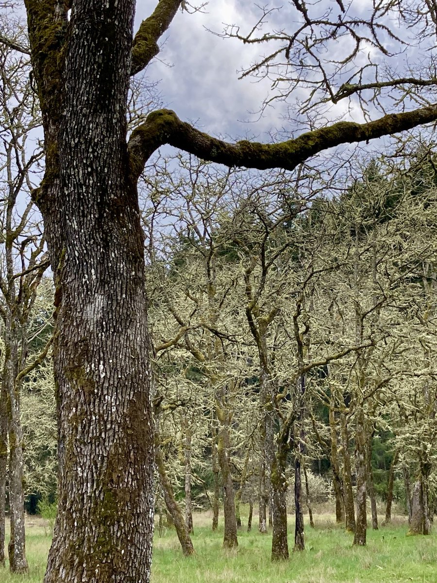 I walked through the Garry oak savanna this afternoon at Fort Steilacoom Park in #Lakewood. I love having a place like this within #walking distance of home. #pnw #getoutside