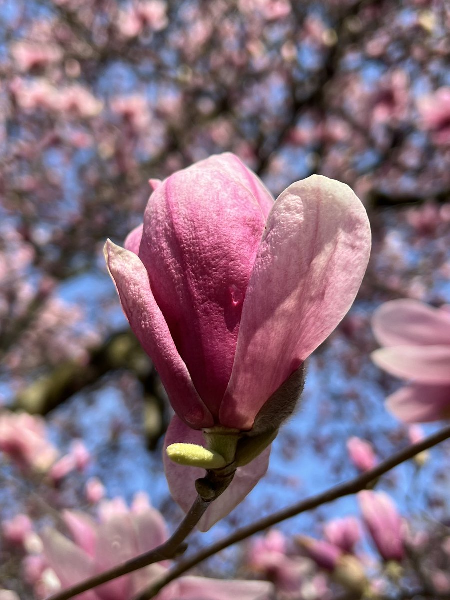 #Magnolia #trees blooming Smells so sweet Lifting me up Off my feet #spring #flowers 💗