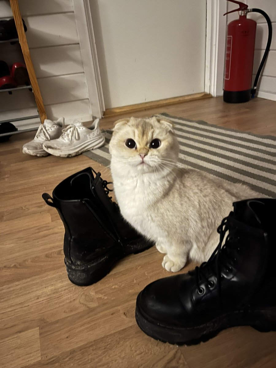 HalvveisNormal's tweet image. Sassy på catnip