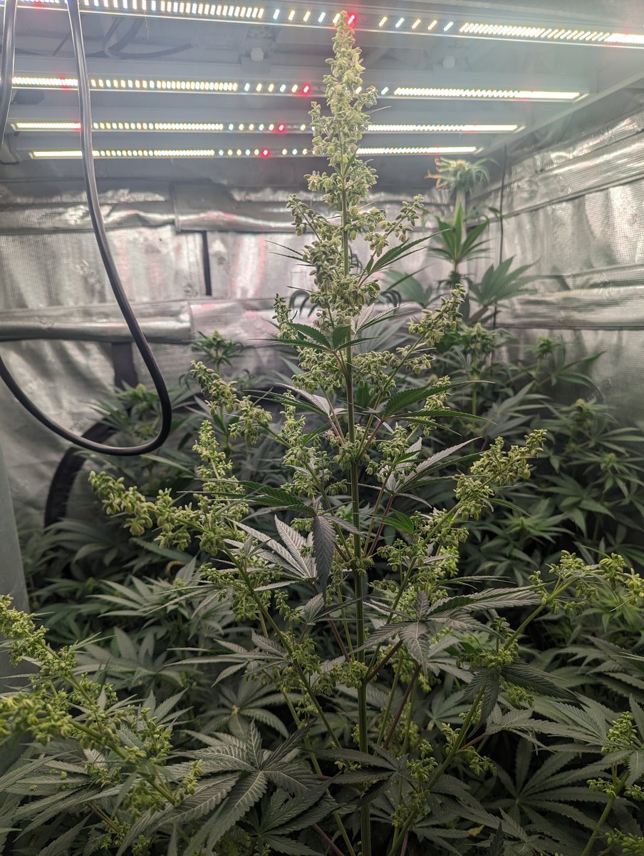 F2 male got chopped down today in the #marshydro 4x4
Promote my seeds for 30% commission. DM me for your own coupon code to track your sales. 
#cannabis #growyourown
