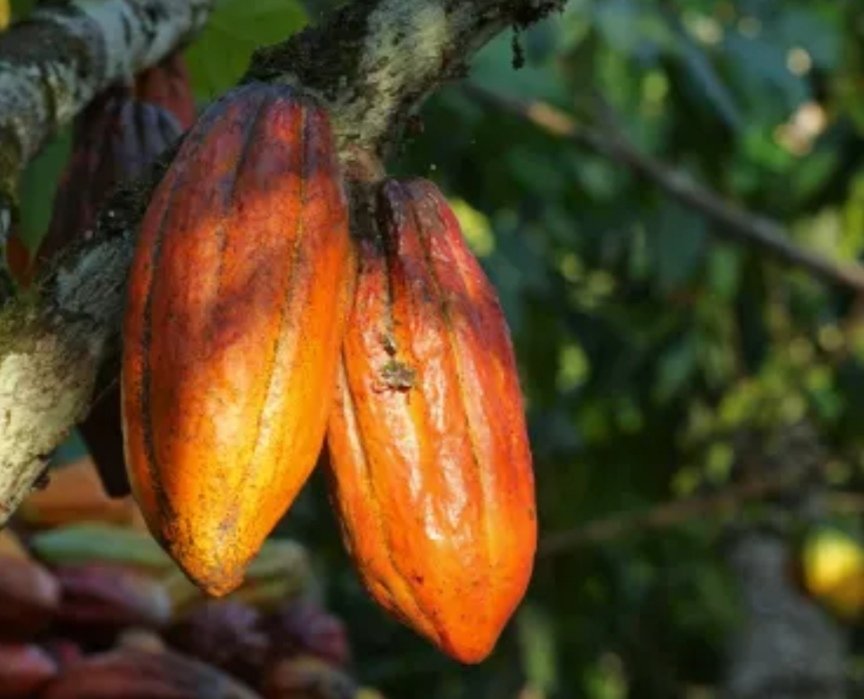 MapathiSteph's tweet image. Le cacao congolais représenterait plus d'un milliards de dollars en devise avec le rapatriement des devises. Je suis géologue mais ça fait 3 ans que je me suis m lancé dans la recherche autour du cacao,il est temps pr moi  vs présenter ma plate-forme CLCCPDR pour une RDC forte