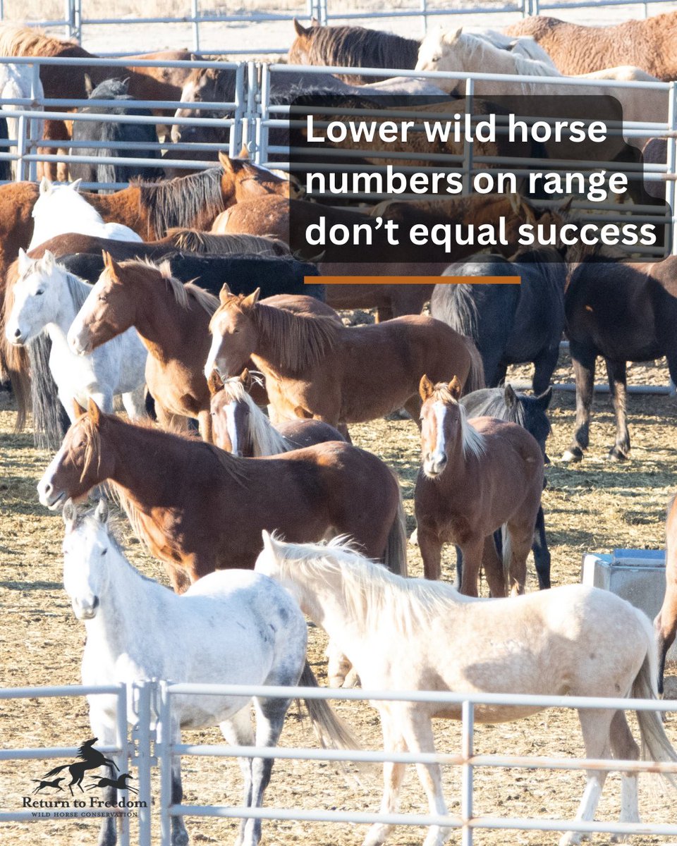 The Bureau of Land Management’s annual population estimate for wild horses and burros on BLM-managed public lands shows a decrease from 82,883 in March 2023 to 73,520 to as of March 1, 2024. Our take: returntofreedom.org/rtf-lower-wild… #horses