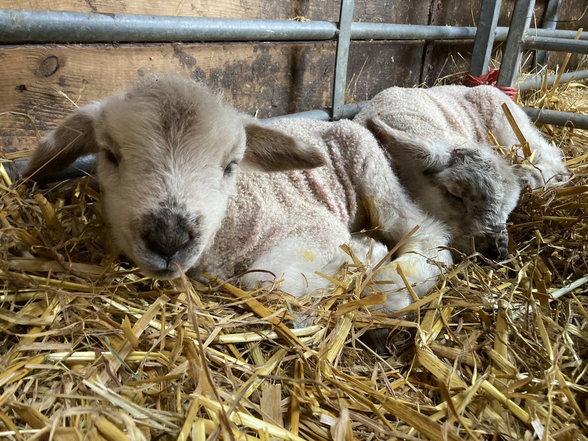 It’s a busy time in the sheep barn with lots of lambs arriving! 🐑🐑🐑 The first few days we keep them safe in the barn to build up their strength. But there are already a few out in the yard with their mums, skipping about and then collapsing in a pile asleep!