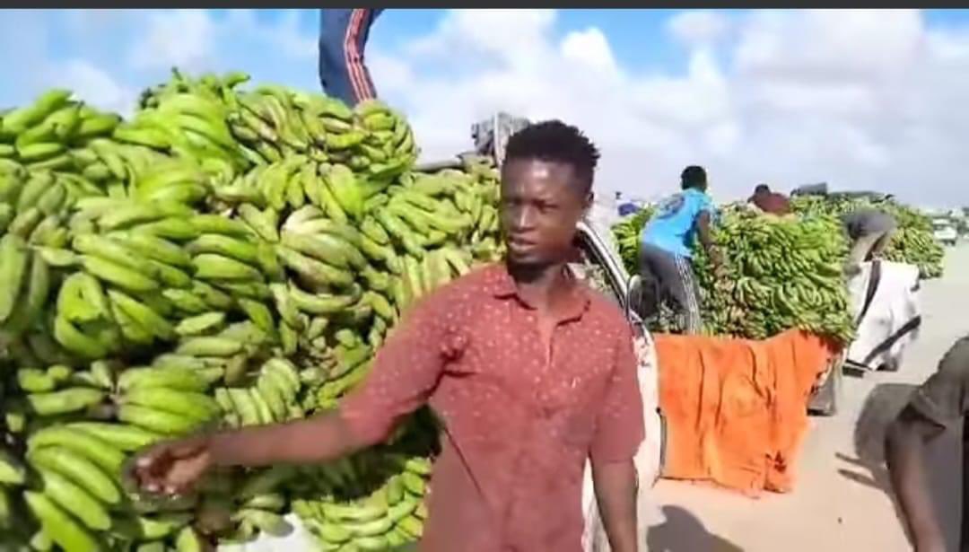 Greengold 🍌🇸🇴 Fadlan Naga Joojiya Dowladeena ✋. Markii ugu horeeysay taariikhda Dalkeena ayaa loo soo dhoofiyay moos 🍌laga keenay Kenya🇰🇪. Waxaan walaac ka qabaa in moos laga keenay kenya oo dalkeena soogalo , Kenya waxaa kajiro cuduro badan oo haysta beeraleeyda dalkaas!