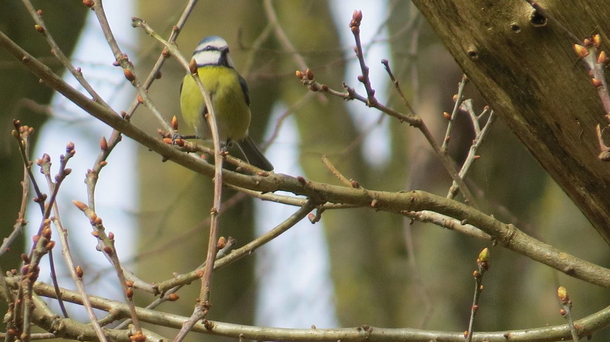 First sighting of blackcap and chiffchaff along with the local Robin and Blue tits in #Norwich #queenshill