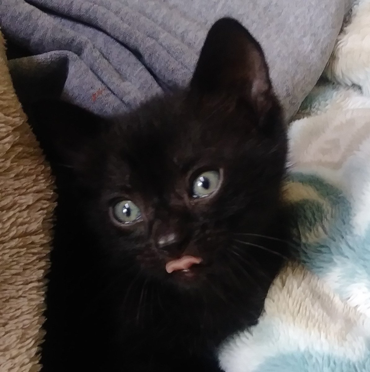 My very first tongue out pic at 8 days old. 👅🐾 #tongueouttuesday #kitten #catoftheday