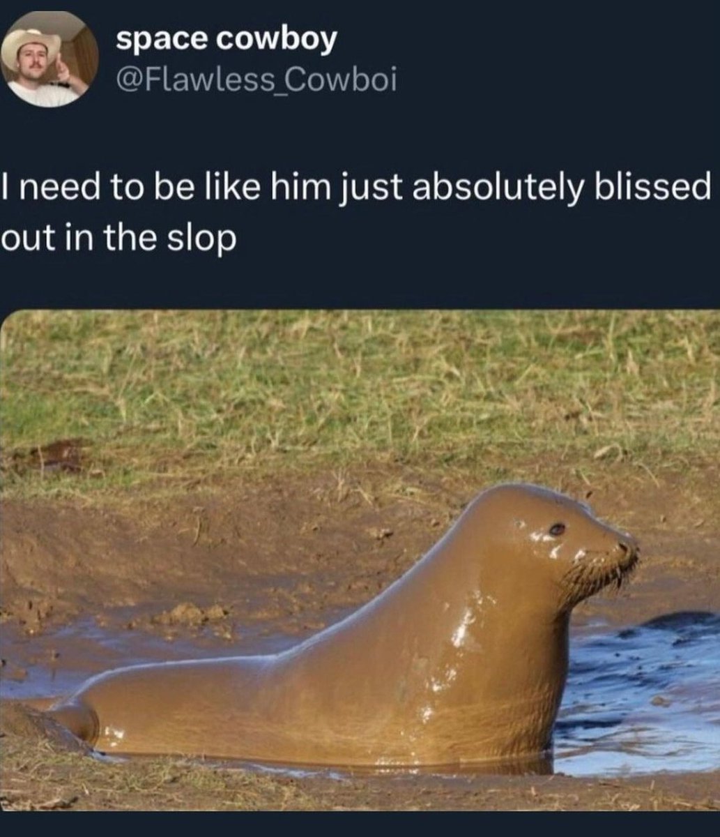 mischiefanimals's tweet image. 