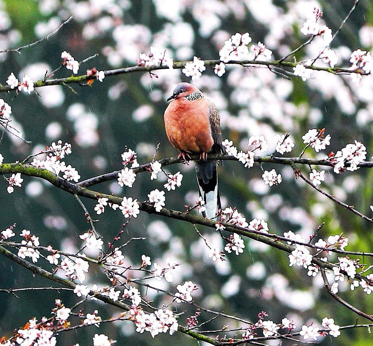 DynamicJiangxi's tweet image. 🌸🦜 As the temperature rises, brightly colored flowers are blooming in urban and rural areas of Fenyi County, Jiangxi Province. Various birds dance and perch among the flowers or on the branches. What a delightful spring scene!
#jiangxi #fenyicounty #ColorfulSpring #SpringVibes