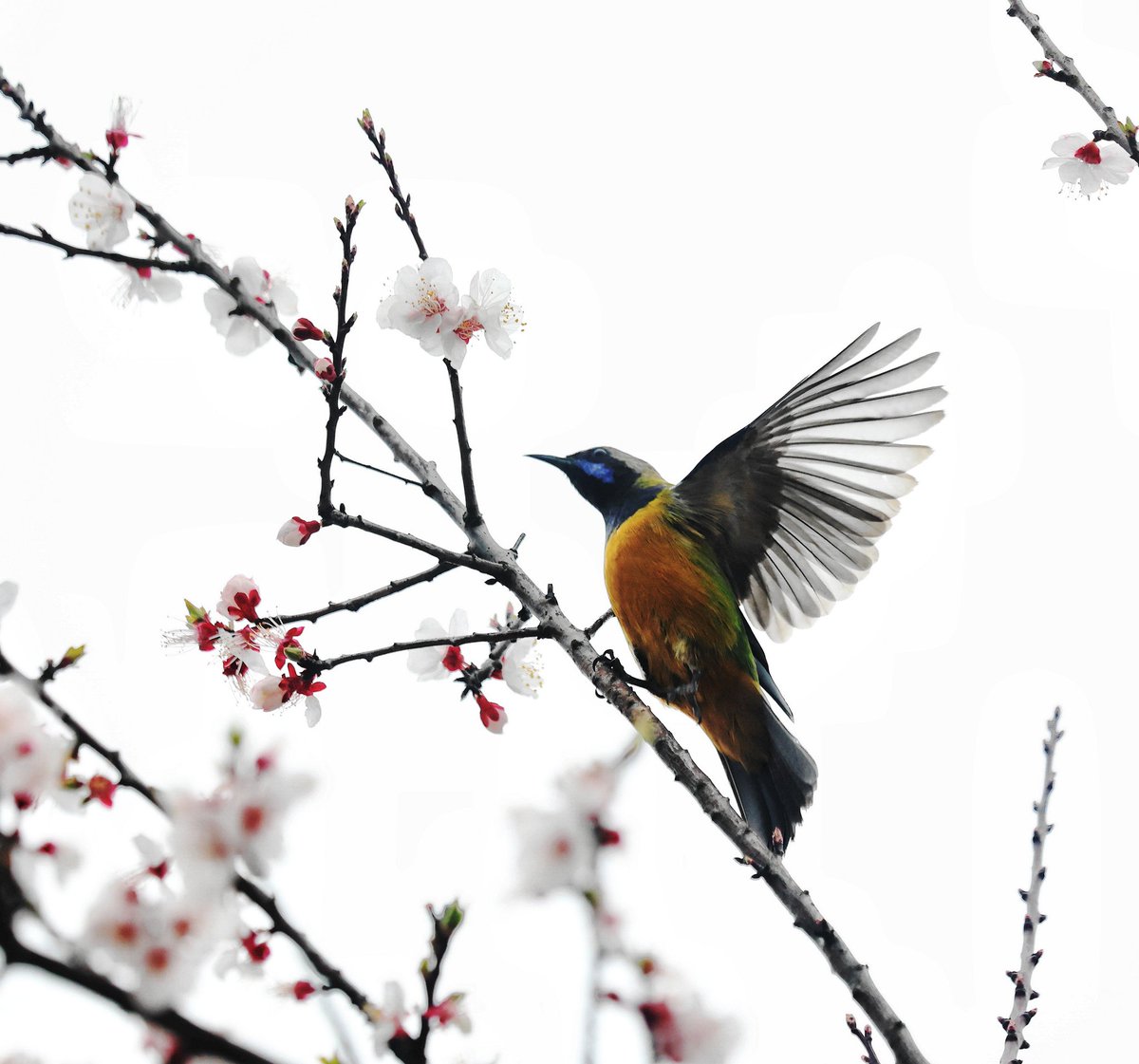 DynamicJiangxi's tweet image. 🌸🦜 As the temperature rises, brightly colored flowers are blooming in urban and rural areas of Fenyi County, Jiangxi Province. Various birds dance and perch among the flowers or on the branches. What a delightful spring scene!
#jiangxi #fenyicounty #ColorfulSpring #SpringVibes