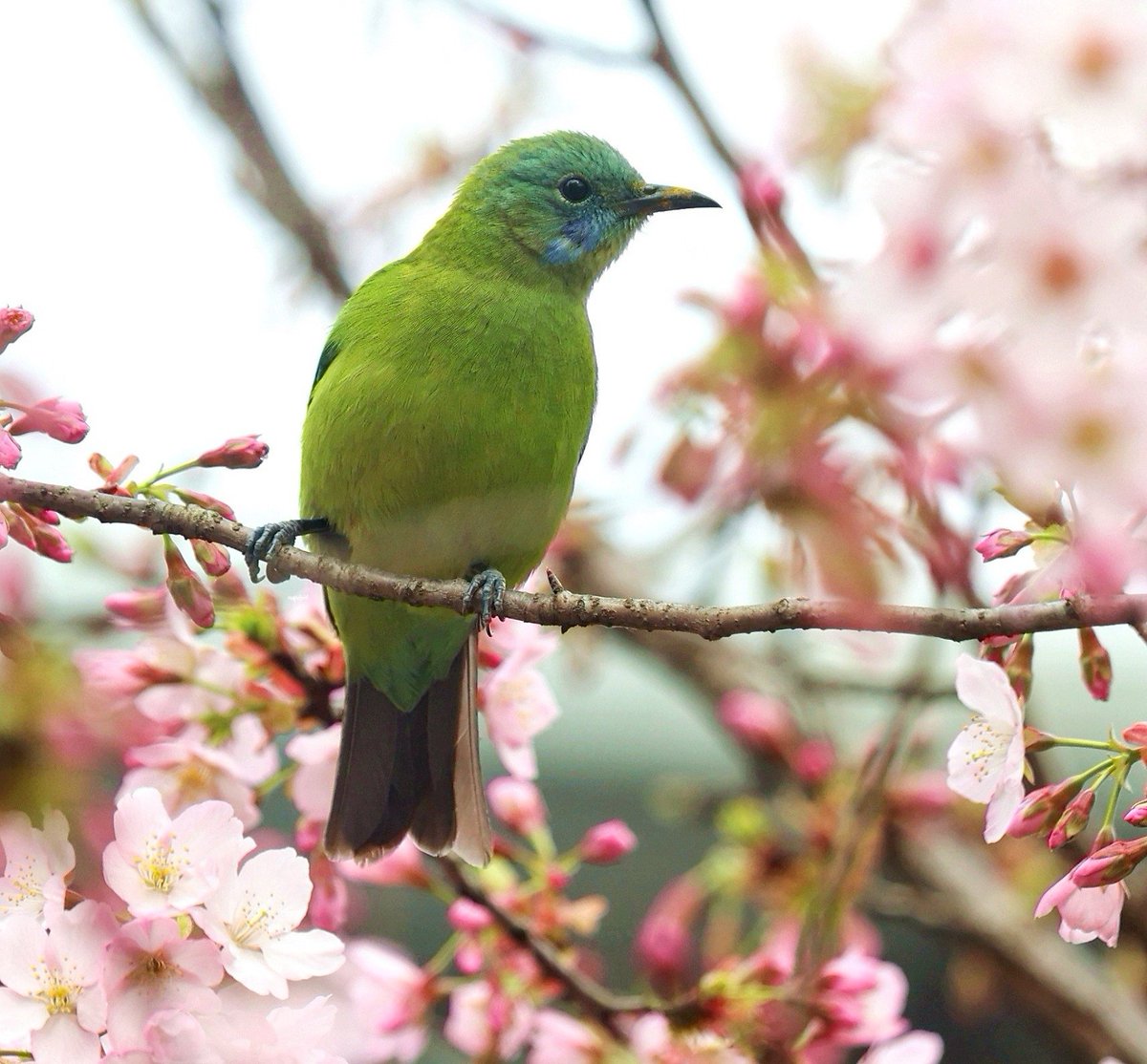DynamicJiangxi's tweet image. 🌸🦜 As the temperature rises, brightly colored flowers are blooming in urban and rural areas of Fenyi County, Jiangxi Province. Various birds dance and perch among the flowers or on the branches. What a delightful spring scene!
#jiangxi #fenyicounty #ColorfulSpring #SpringVibes