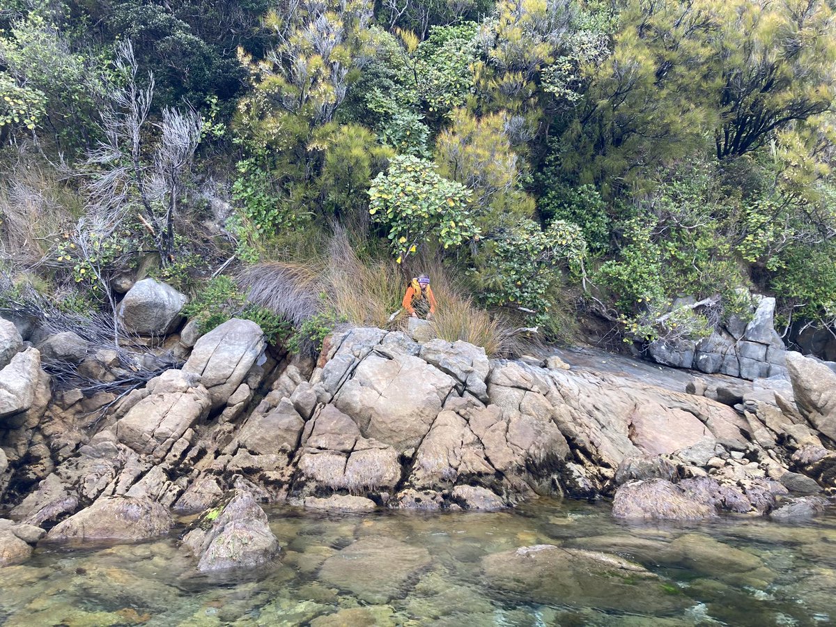 Ulva Island/Te Wharawhara near Stewart Island/Rakiura is rodent free once more. The pest-free open sanctuary has been the subject of a month-long incursion response after a rat was found dead in a trap in February. Read more: bit.ly/43wJYTE