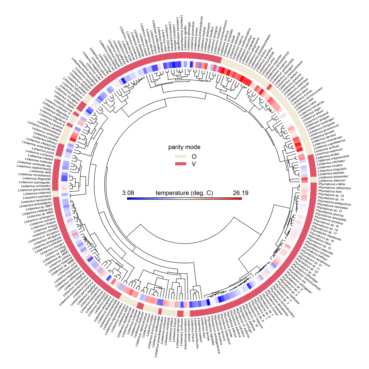 Hacky trick to graph the states of one or more discrete (or continuous!) traits at the tips of a fan or arc style tree using #Rstats #phytools: blog.phytools.org/2024/03/hacky-…. (PS: the tree & data for this cool example come from @DamienEsquerre et al.)