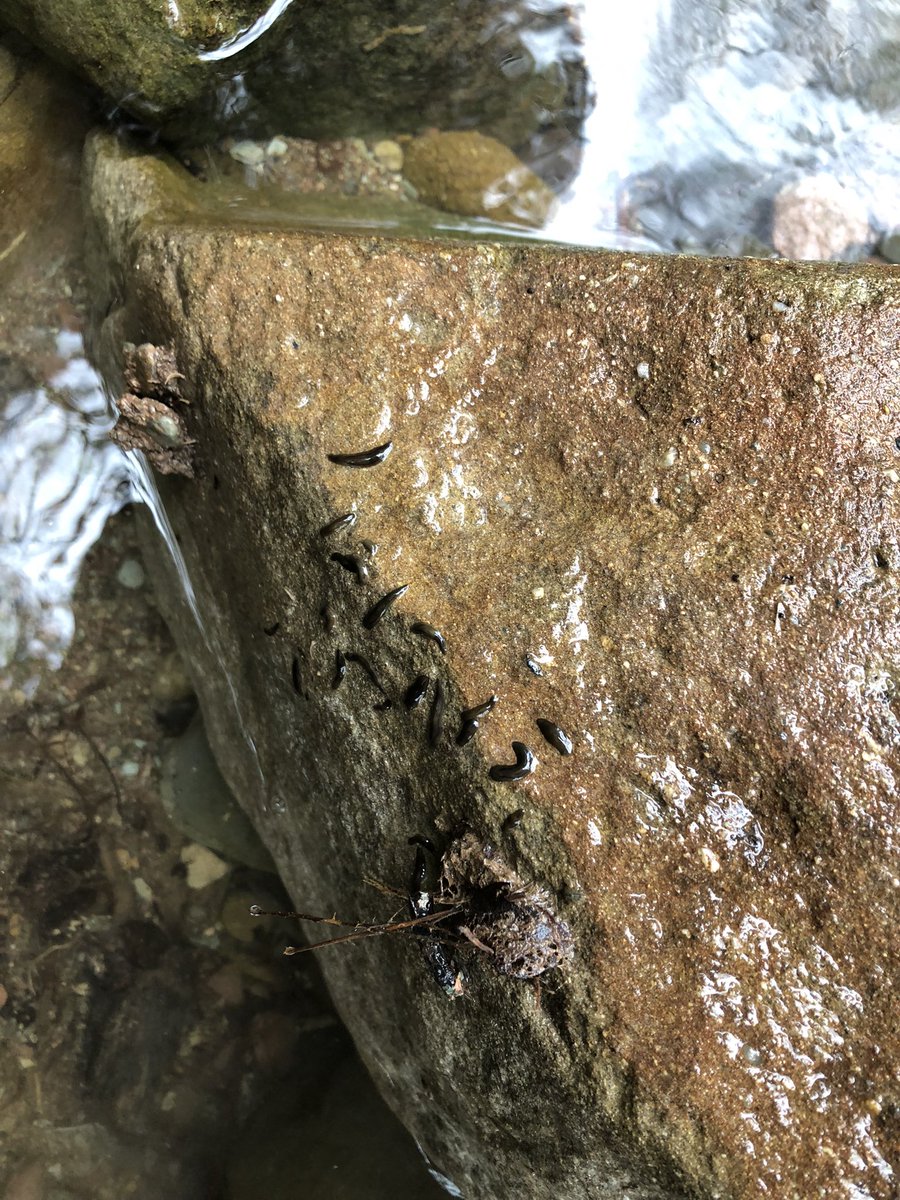 Four sampling days and see the beautiful planarians we have cached, the ones in the photos are Dugesia liguriensis and D. Etrusca. Now moving to Corsica, let’s hope we are so lucky 🍀